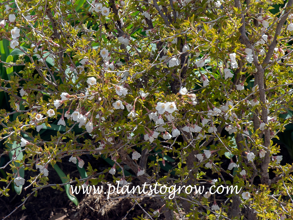 Little Twist Fuji Cherry (Prunus incisa)
